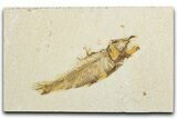 Bargain, Fossil Fish (Knightia) - Wyoming #345472-1